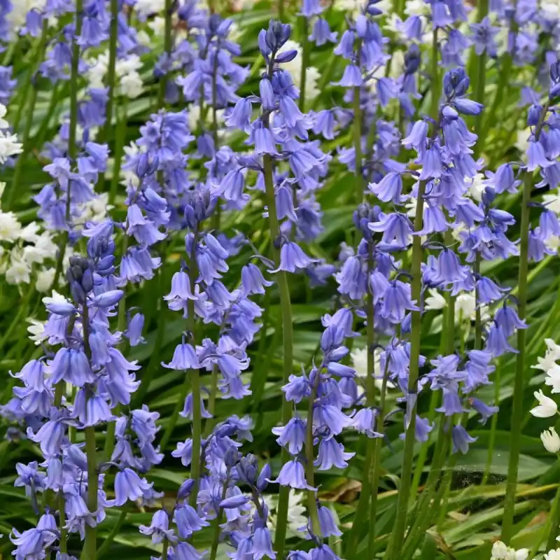 Hyacinthoides hispanica -blauw- - Tijdelijke actie