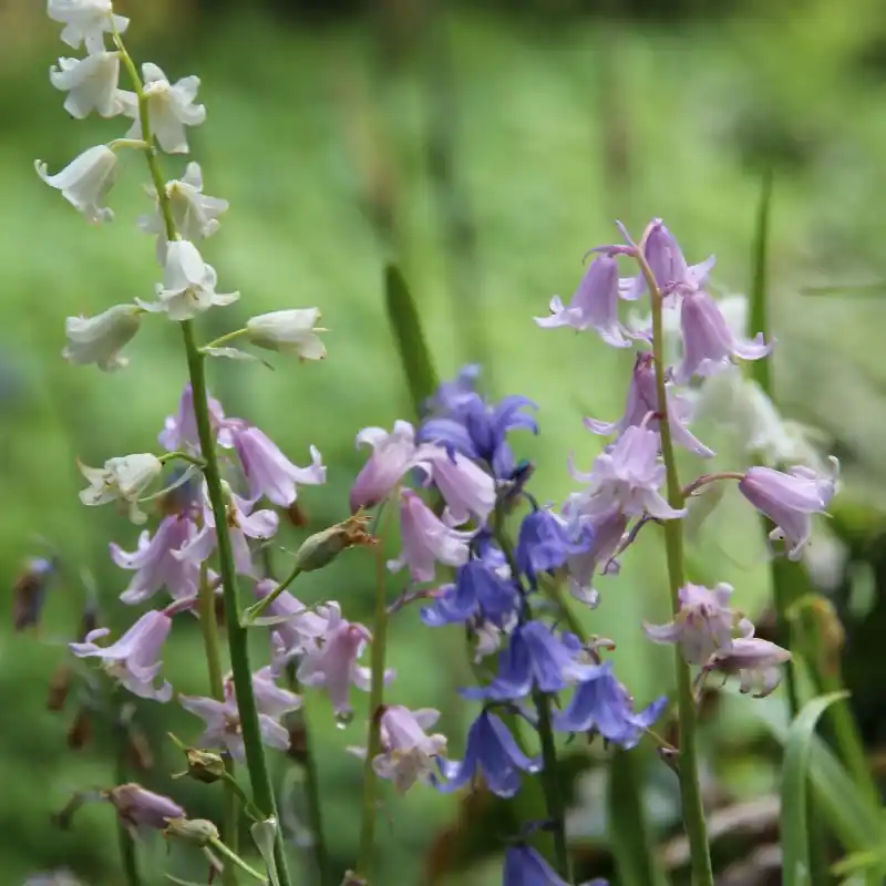 Hyacinthoides hispanica -mix- - Expreslevering