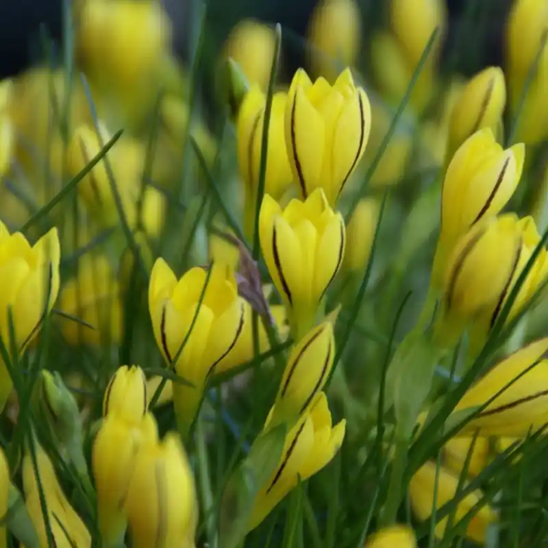 Nothoscordum dialystemon - Speciale aanbieding
