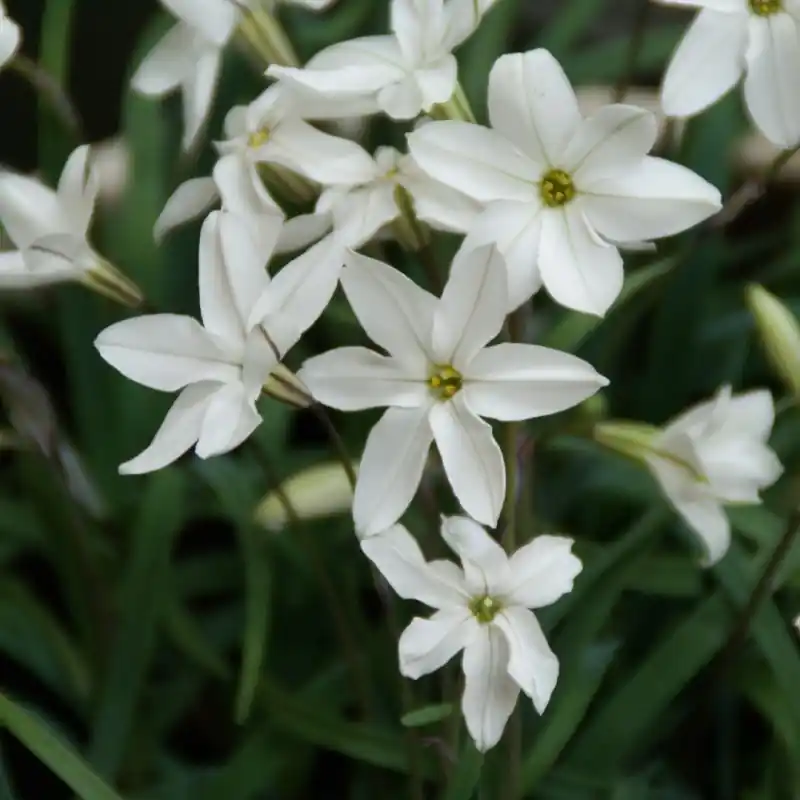 Ipheion uniflorum ‘Alberto Castillo‘ - Topproduct