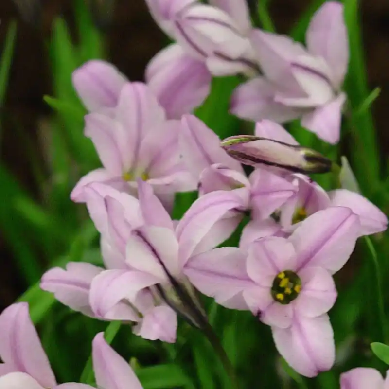 Nieuw in de shop | Ipheion uniflorum ‘Charlotte Bishop‘