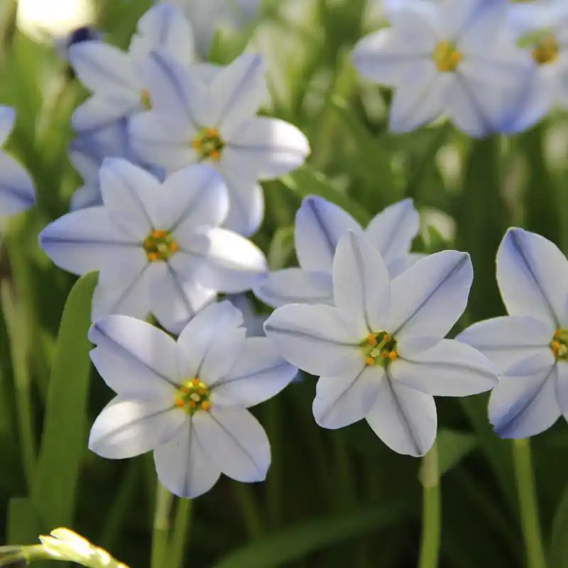 Nieuw binnengekomen - Ipheion uniflorum ‘Rolf Fiedler‘