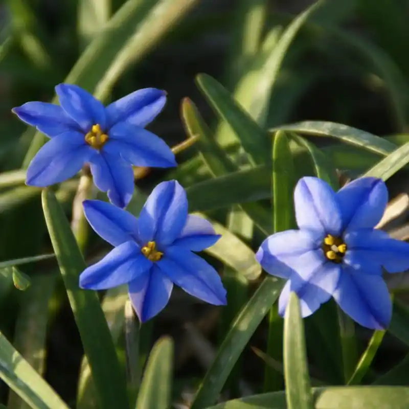 Direct kopen | Ipheion uniflorum ‘Jessie‘