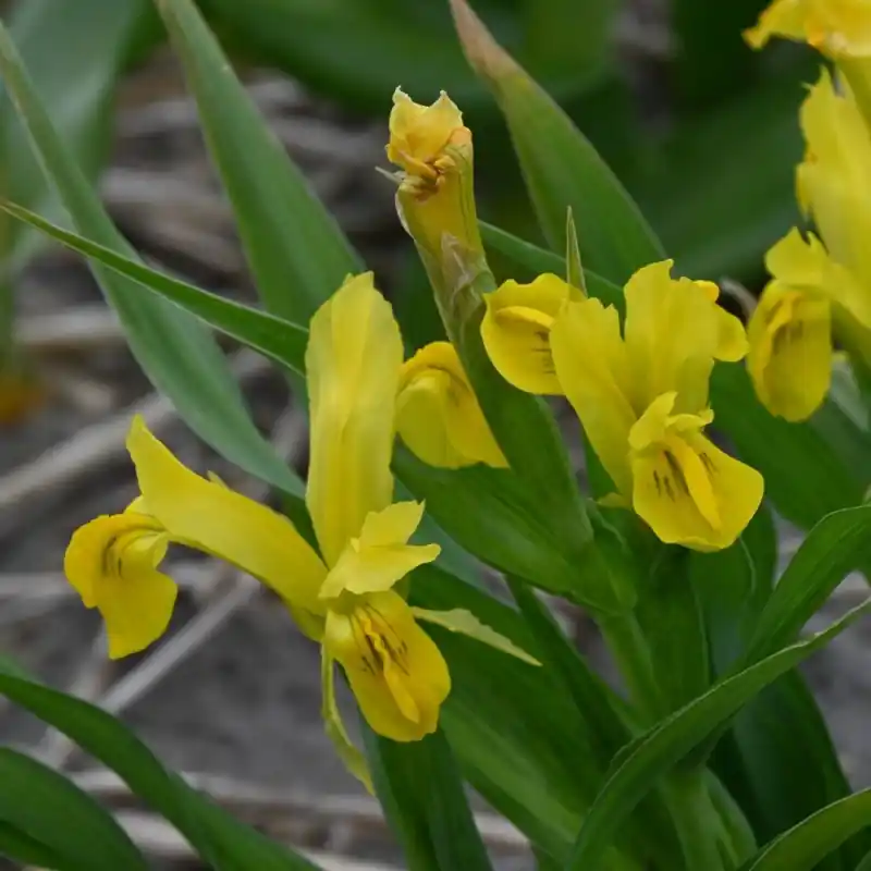 Iris bucharica ‘Top Gold‘ - Flitsaanbieding
