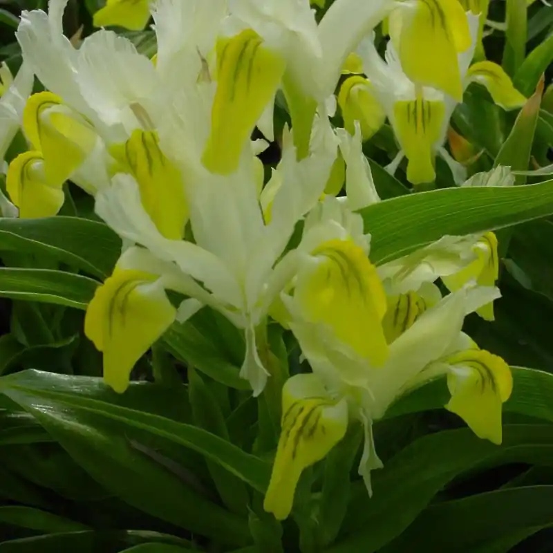 Extra voordeel | Iris bucharica