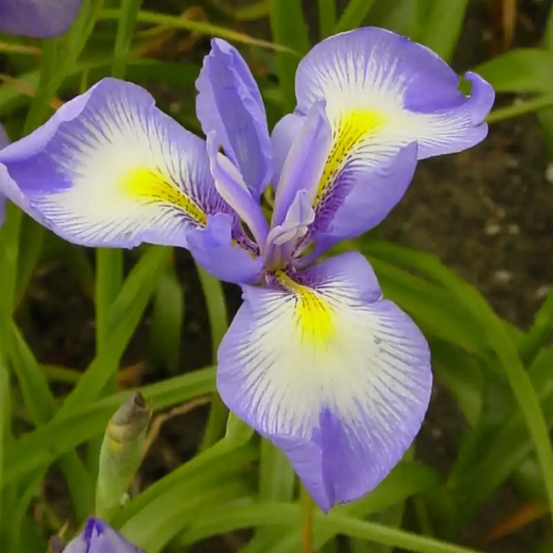 Iris cycloglossa | Direct leverbaar