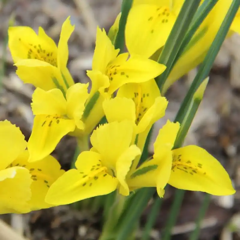 Iris danfordiae | Voordelig