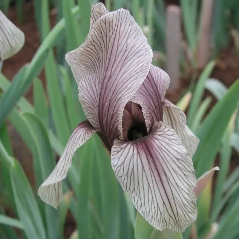 Nieuw in het assortiment - Iris korolkowii