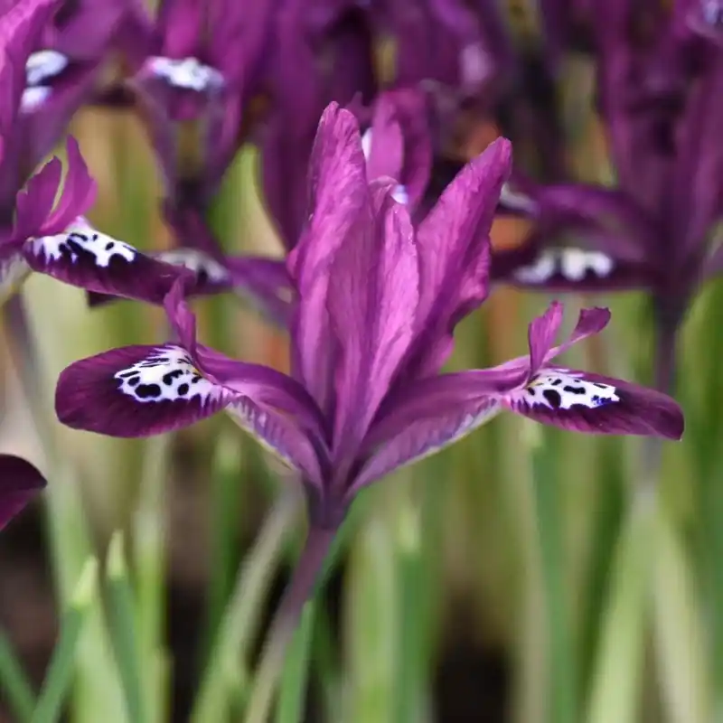 Iris reticulata ‘Pauline‘ | Online kopen