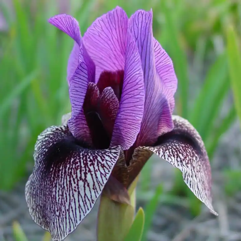 Iris Regelio-cyclus groep ‘Dardanus‘ | Populair