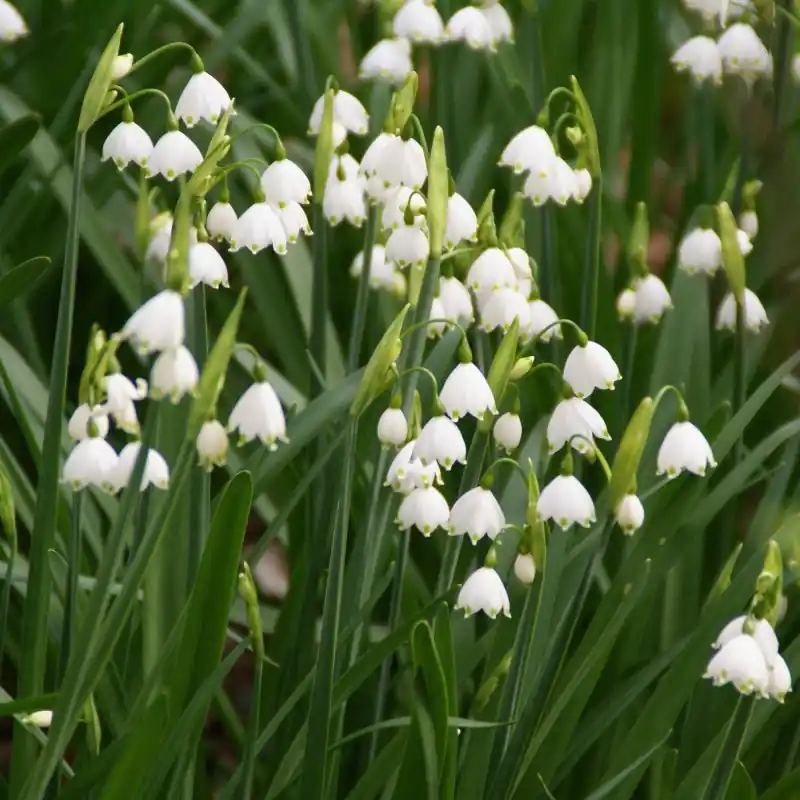 Nieuw gelanceerd - Leucojum aestivum