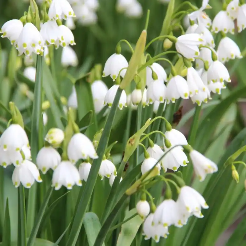 Veel voordeel - Leucojum aestivum ‘Gravetye Giant‘