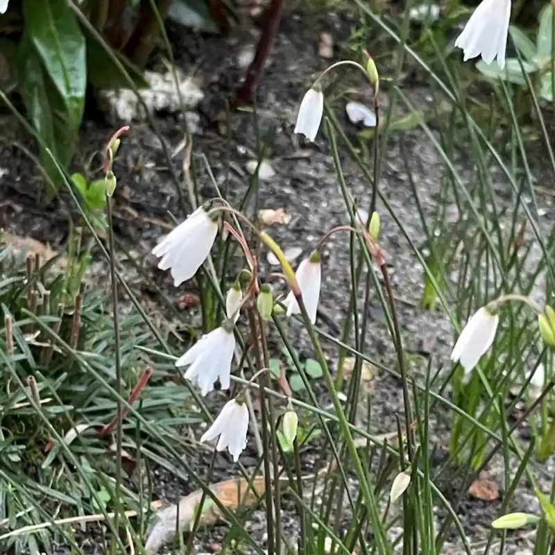 Hoog gewaardeerd | Acis autumnalis ‘September Snow‘