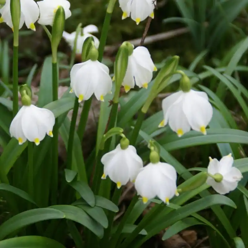 Leucojum vernum | Nieuw binnen