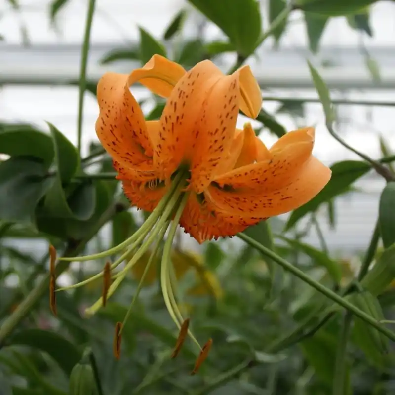 Sale | Lilium henryii