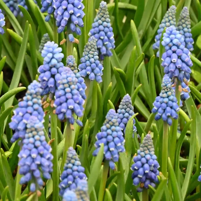 Rechtstreeks uit de fabriek - Muscari armeniacum