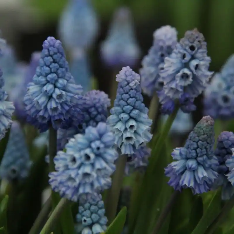 Voeg toe aan winkelwagen - Muscari azureum