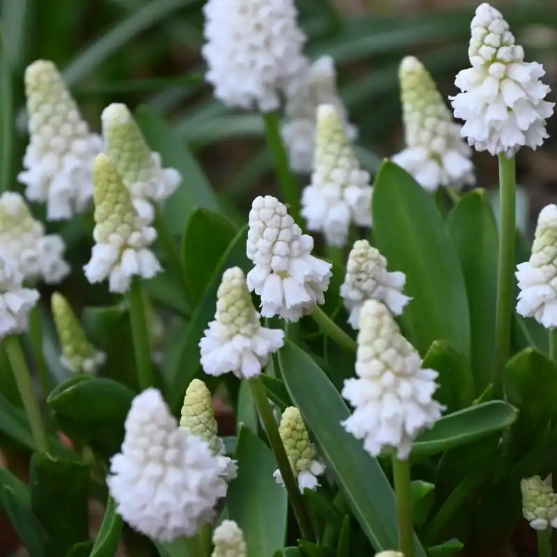 Muscari azureum ‘Album‘ | Bijna uitverkocht