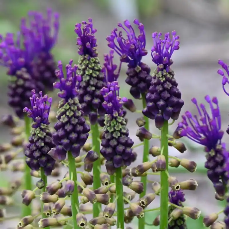 Direct kopen - Muscari comosum