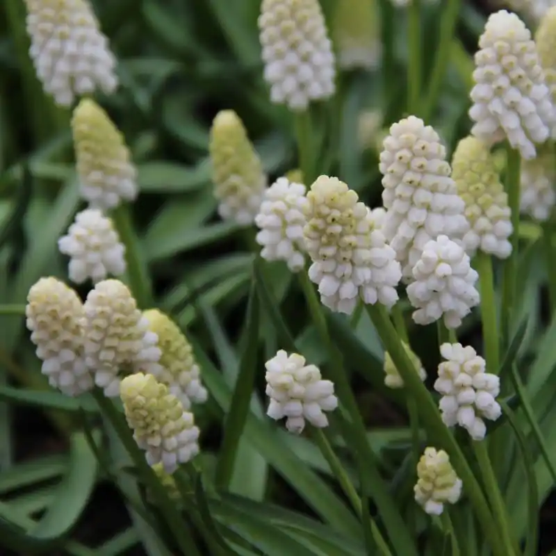 Hoge kwaliteit | Muscari aucheri ‘White Magic‘