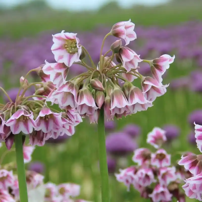 Nieuw in de shop | Allium tripedale (Nectaroscordum)