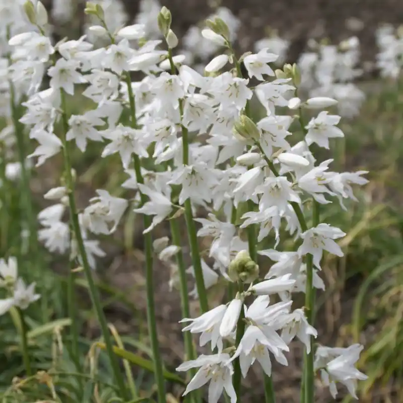 Speciale aanbieding - Ornithogalum reverchonii