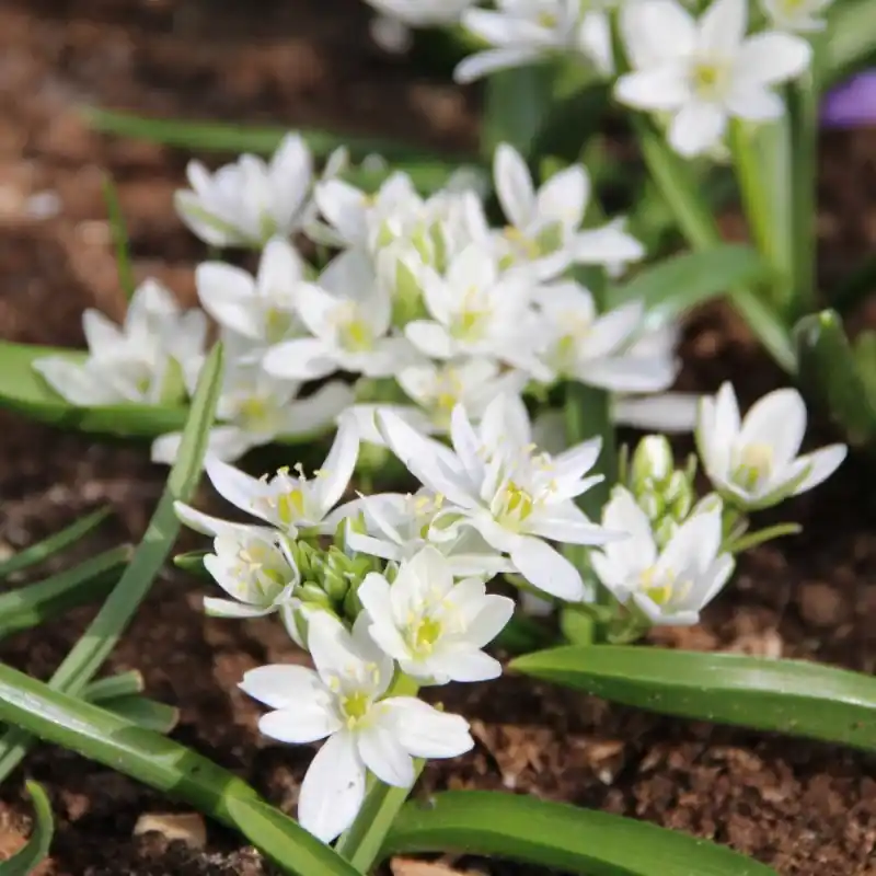 Topprijs | Ornithogalum balansae
