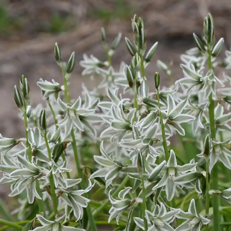 Ornithogalum nutans | Net binnen