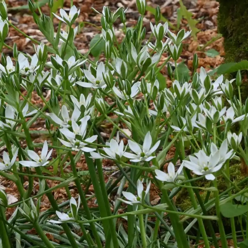 Erg populair - Ornithogalum umbellatum