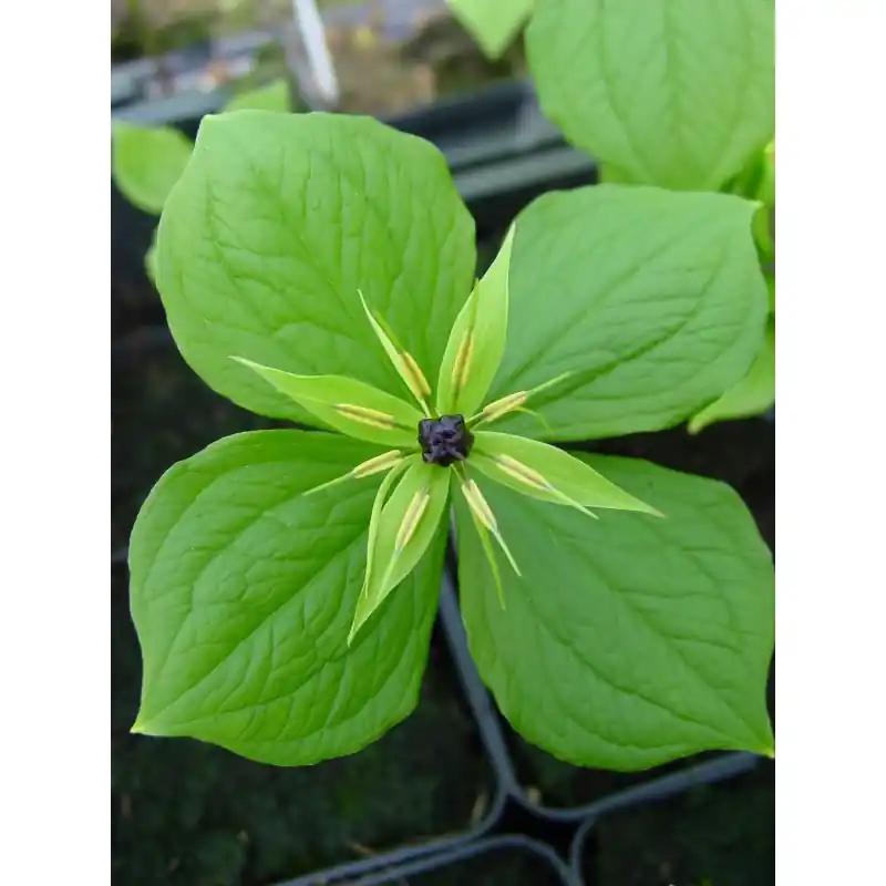 Paris quadrifolia - Bestseller