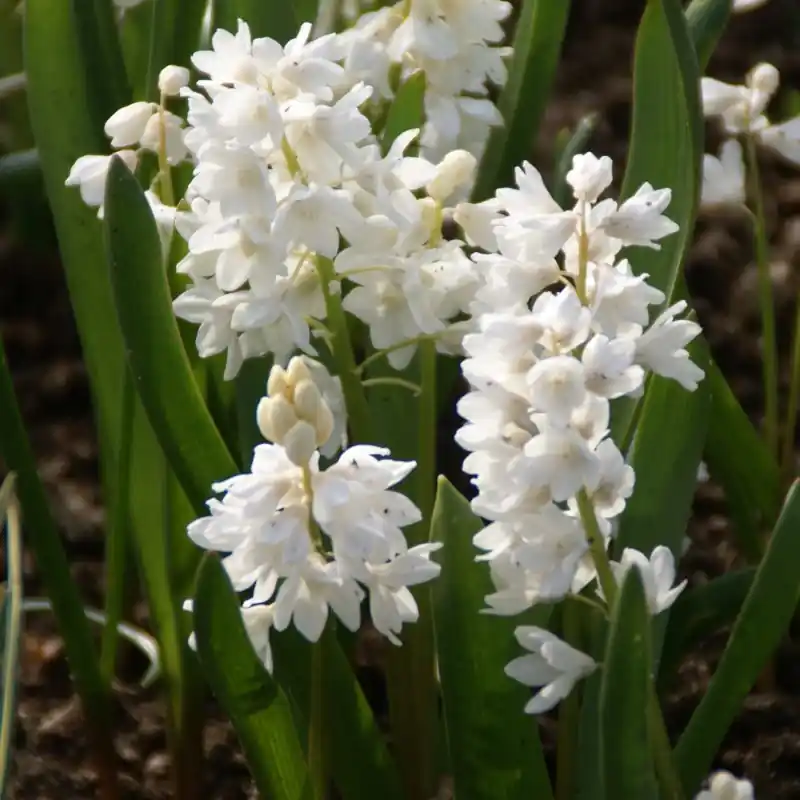 Puschkinia scilloides var. libanotica ‘Alba‘ - Vanaf nu beschikbaar
