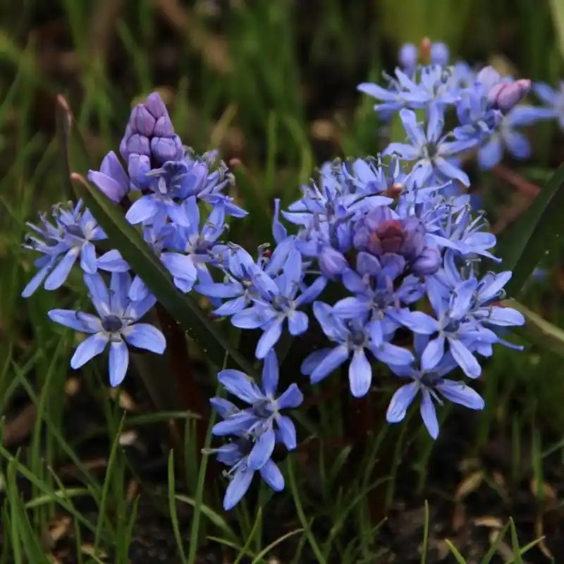 Premium | Scilla bifolia