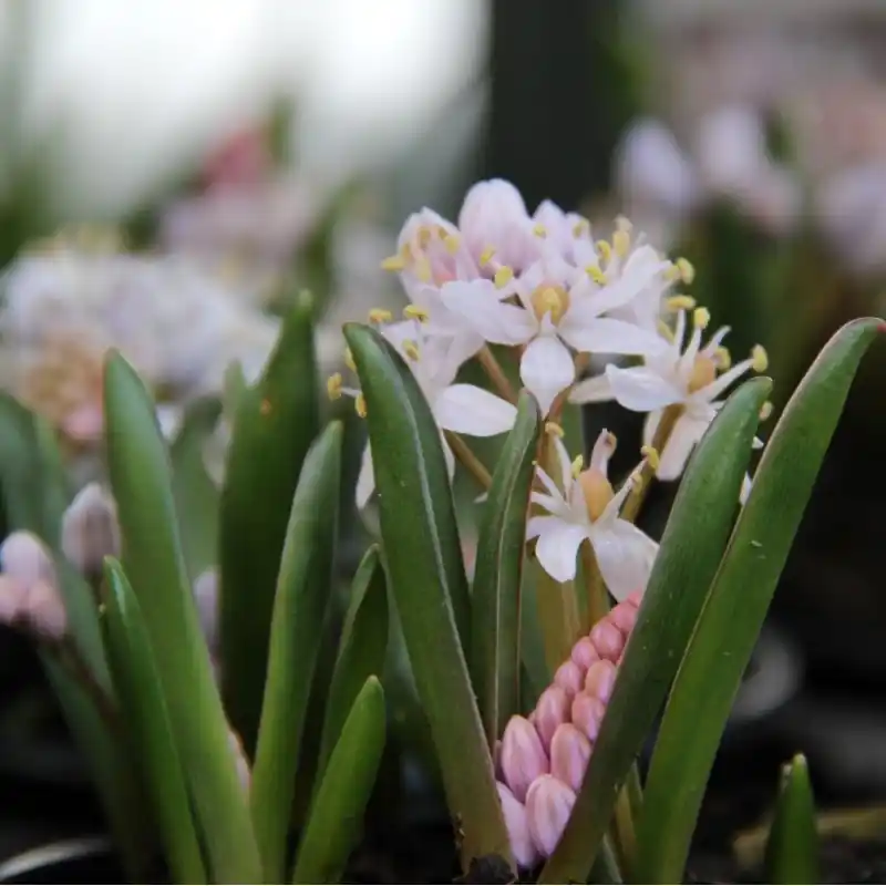 Nog maar een paar beschikbaar - Scilla bifolia ‘Rosea‘