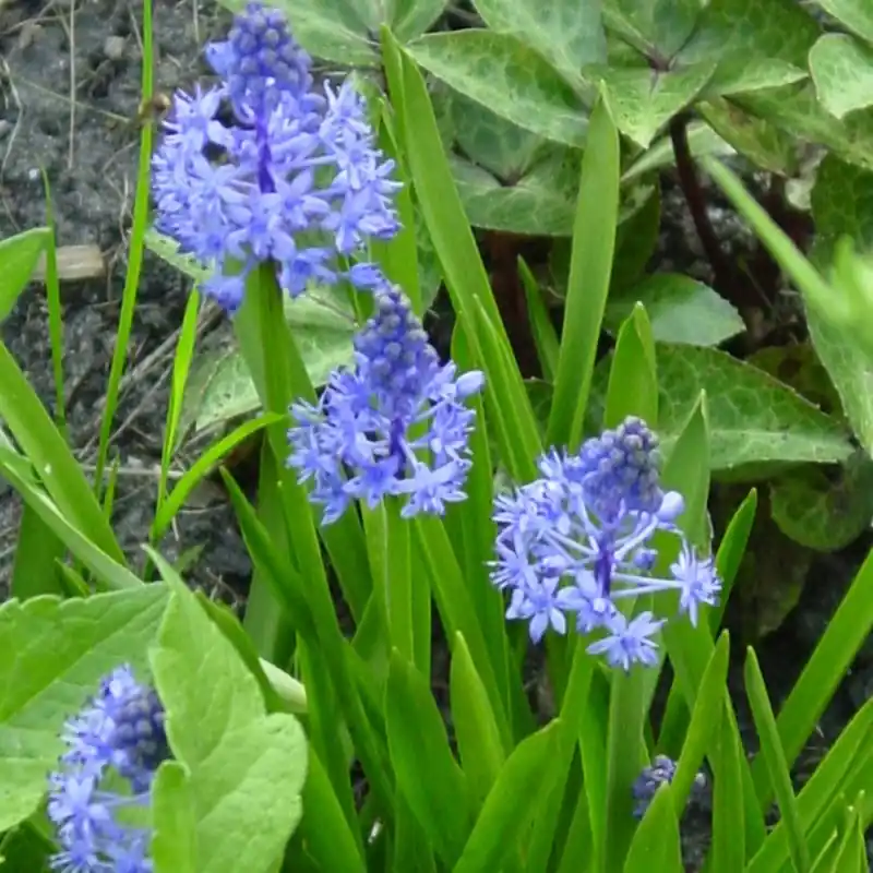 Scilla litardierei | Nieuw