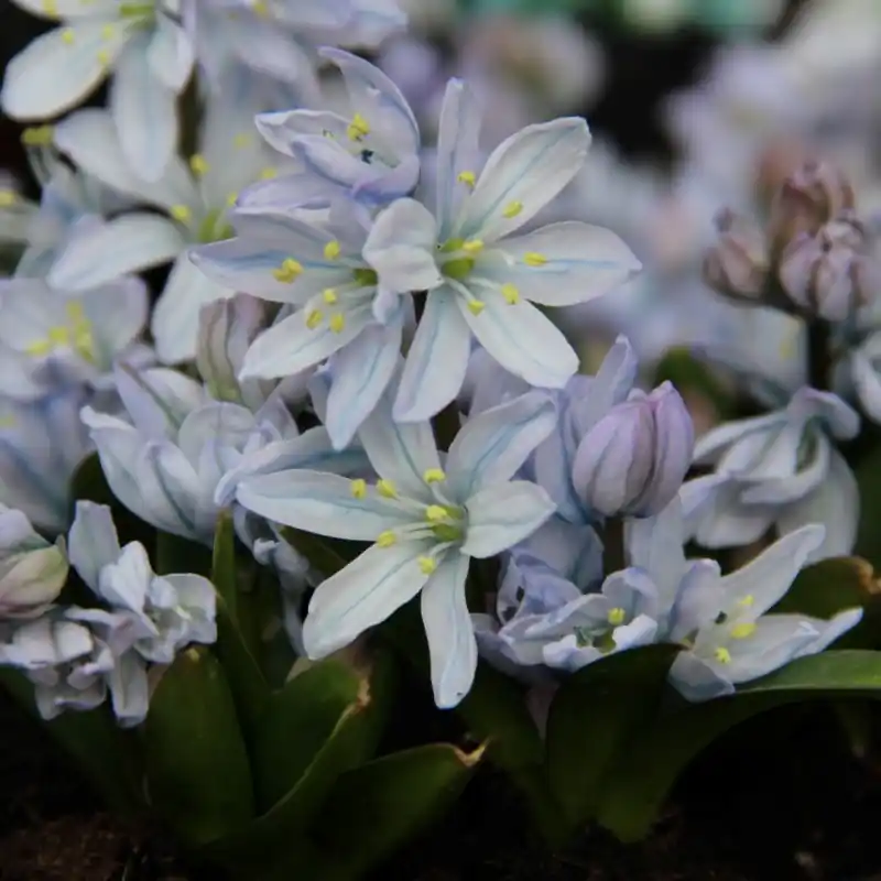 Scilla mischtschenkoana ‘Tubergeniana‘ - Goed beoordeeld