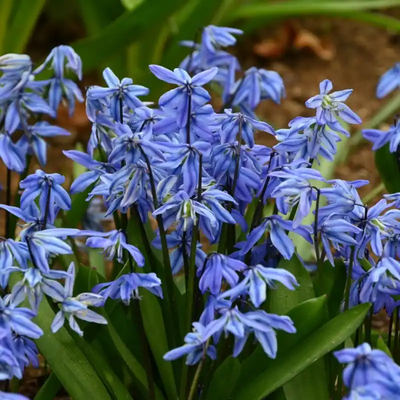 Online bestellen | Scilla siberica