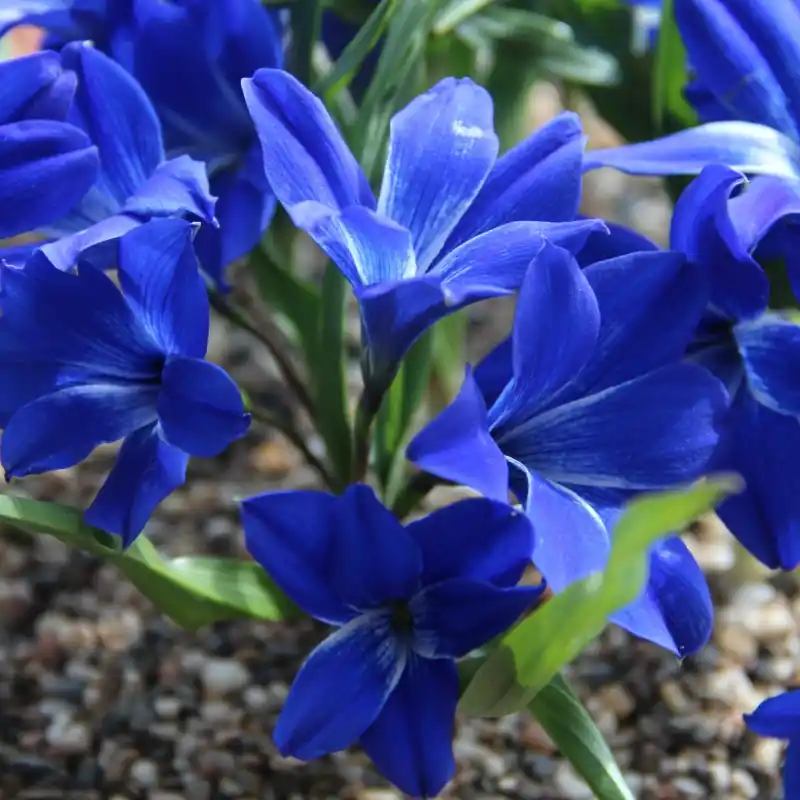 Tecophilaea cyanocrocus | Deal