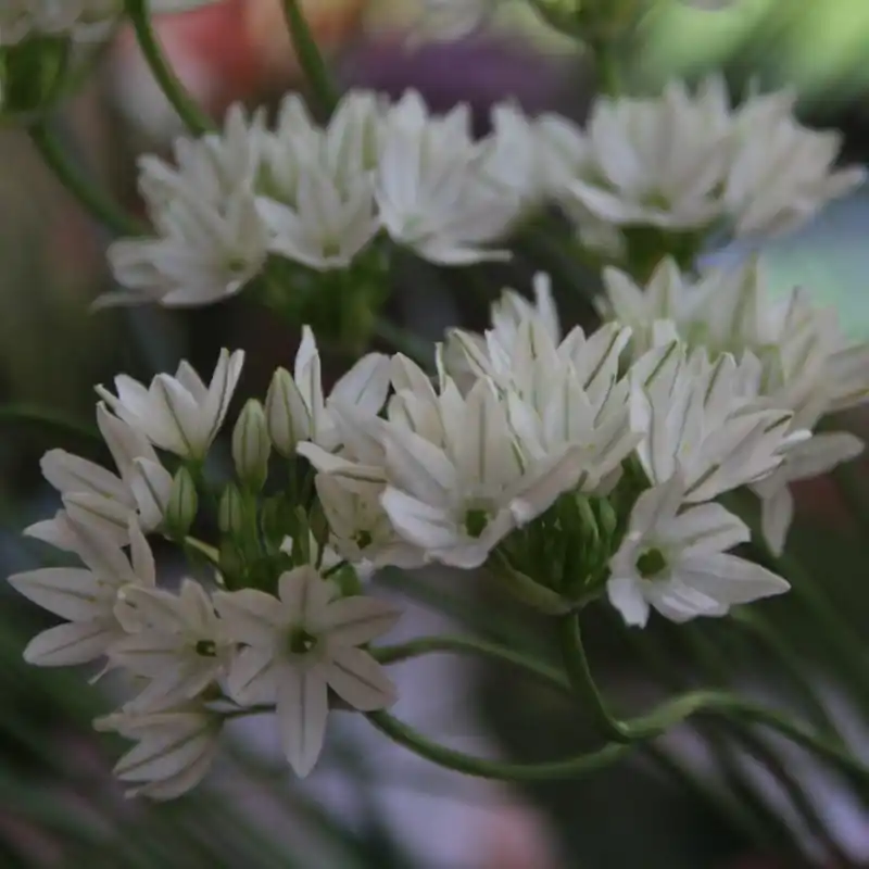 Triteleia hyacinthina - Aanrader