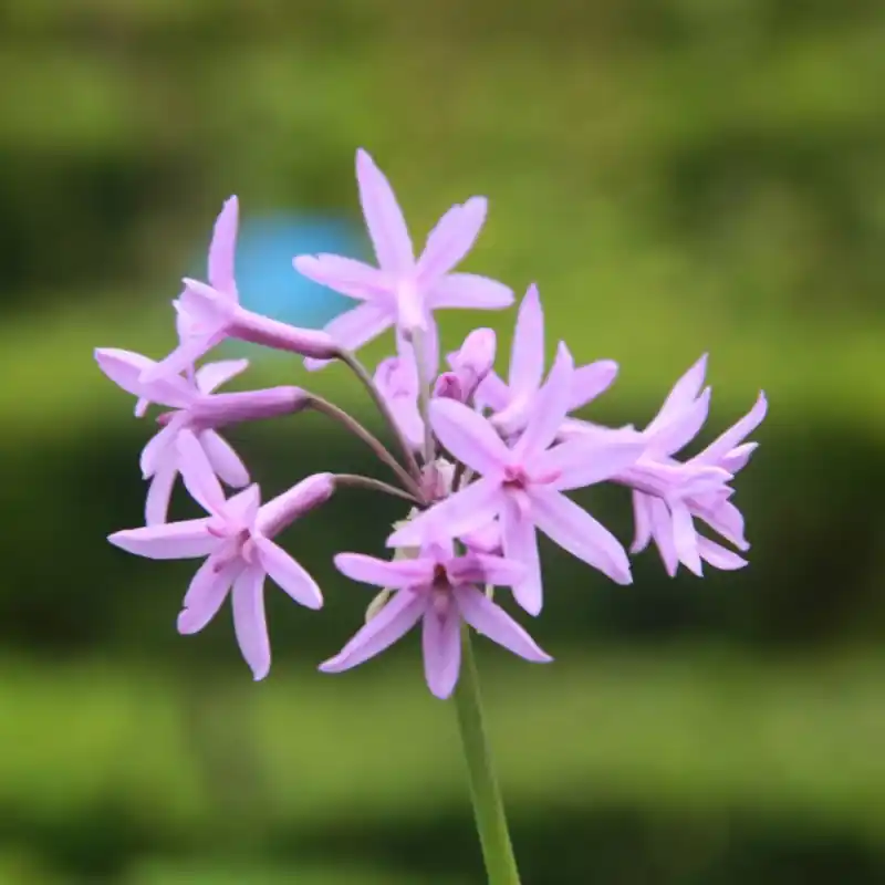 Hoog gewaardeerd - Tulbaghia violacea