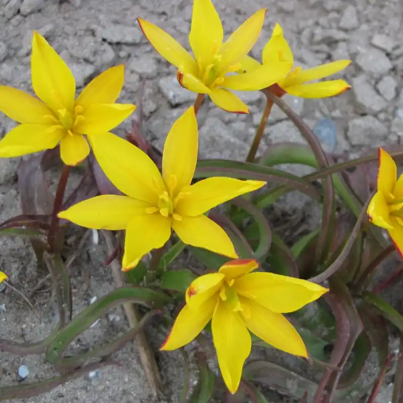 Tijdelijk aanbod - Tulipa celsiana