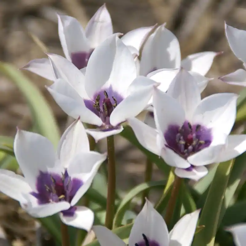 Bijna uitverkocht | Tulipa humilis ‘Alba Coerulea Oculata‘