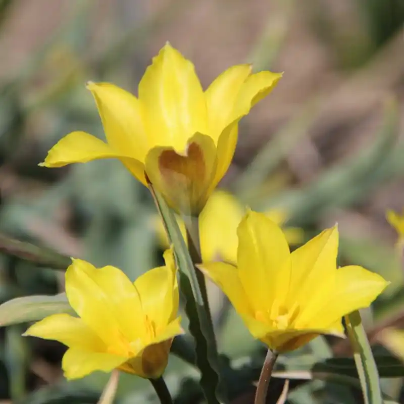 Erg populair - Tulipa iliensis