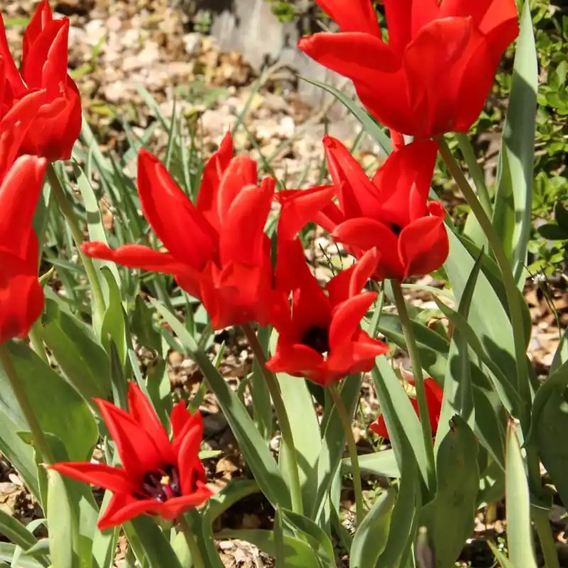 Laatste stuks - Tulipa ingens