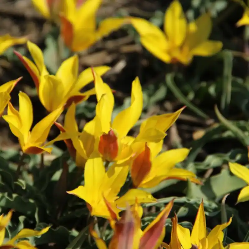 Voeg toe aan winkelwagen - Tulipa kolpakowskiana