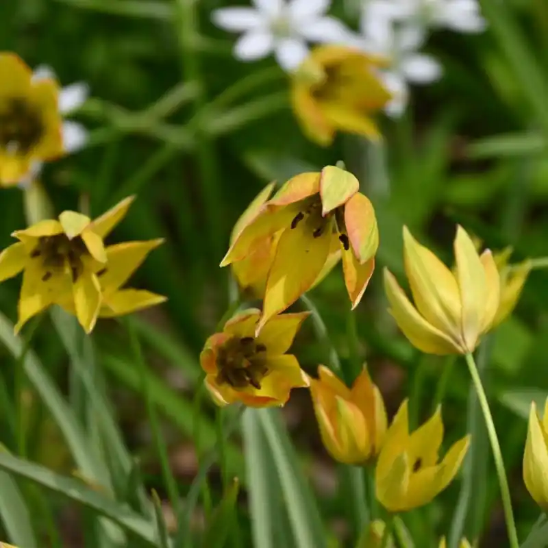 Alleen deze week | Tulipa orphanidea ‘Flava‘