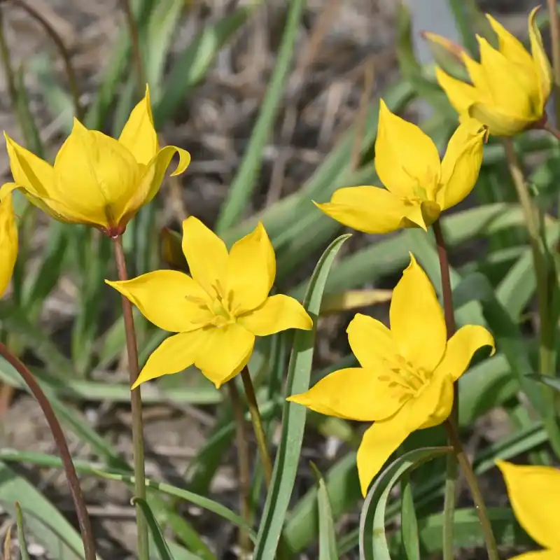 Veel gevraagd - Tulipa sylvestris