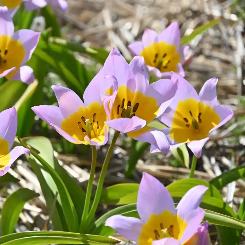 Populair | Tulipa saxatilis