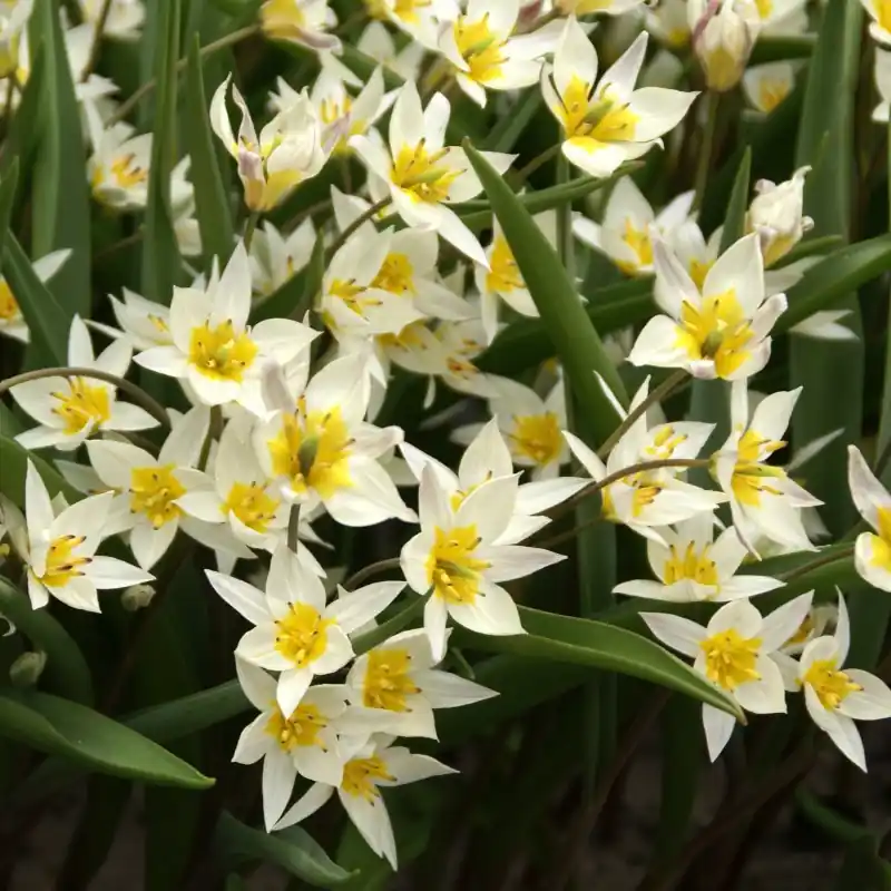 Snelle verzending | Tulipa turkestanica