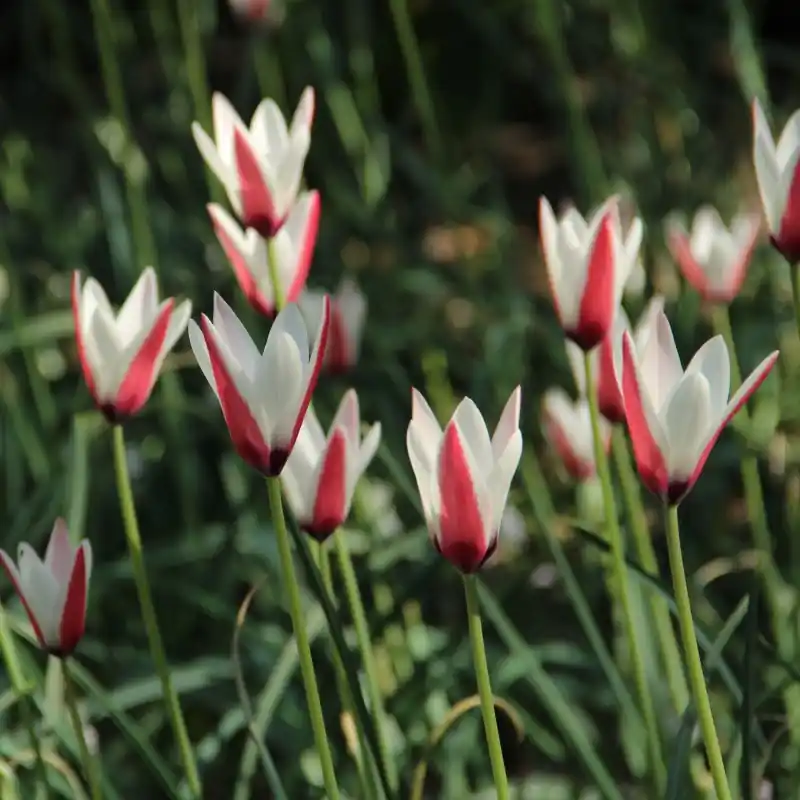 Tulipa clusiana - Net binnen