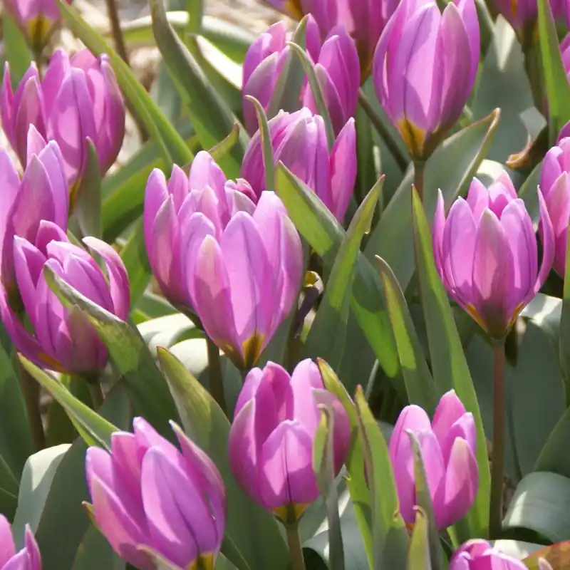 Verlaagde prijs - Tulipa humilis